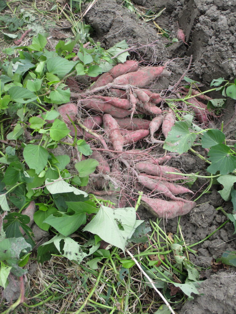 みんなでさつまいも掘り🍠✨（全チーム）